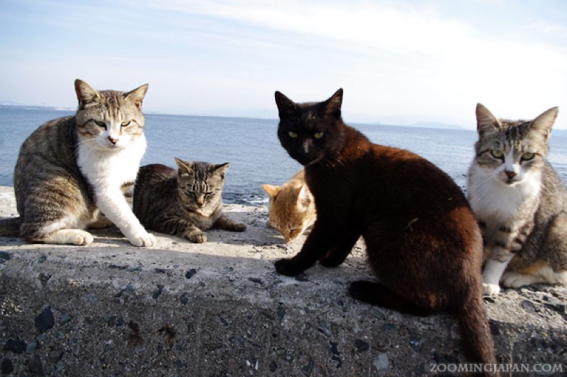 相島の海辺にいる猫たち